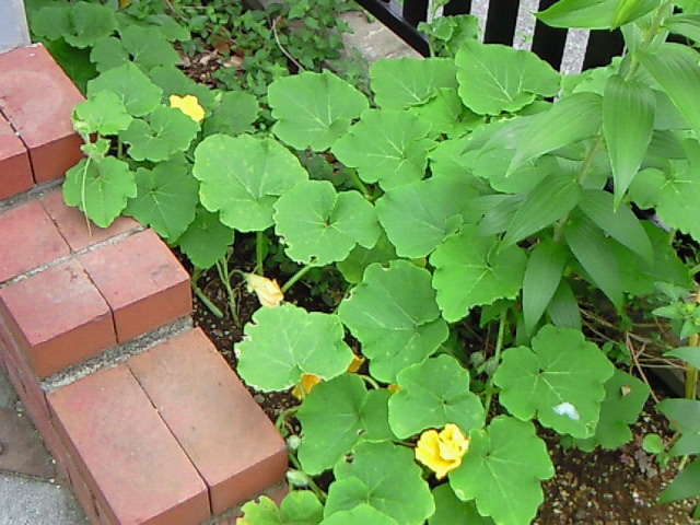 Nec_1233 Nec_1233