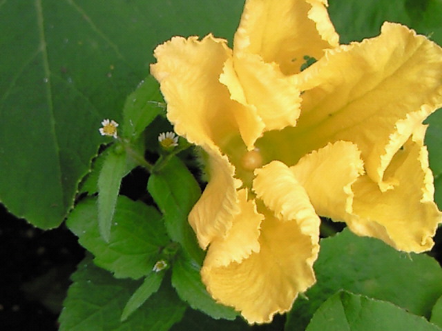 Nec_1234 Nec_1234
